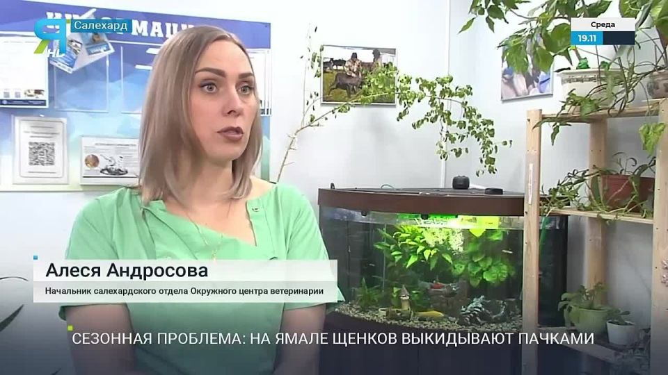 Щенки людям не игрушка!. В последние несколько недель на Ямале начался самый настоящий щенкопад