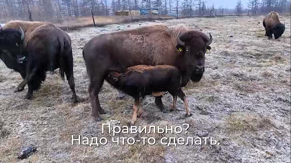 Дом, полный свободы. В природном парке «Ингилор» нашли себе дом разные звери: лошади, яки, овцебыки и даже бизоны