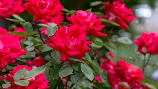 Сделайте это с розами после цветения: кусты порадуют вас бутонами во второй раз