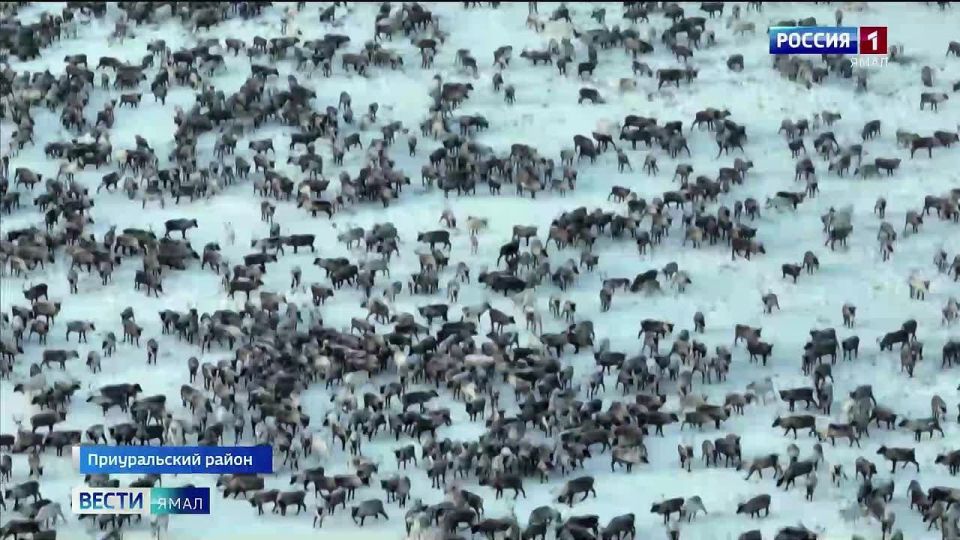 Северные рогачи начали ежегодный бег к зимним пастбищам