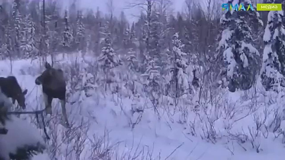 Семейство лосей устроило променад под прицелом фотоловушки