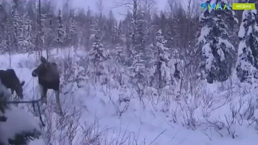 Семейство лосей устроило променад под прицелом фотоловушки