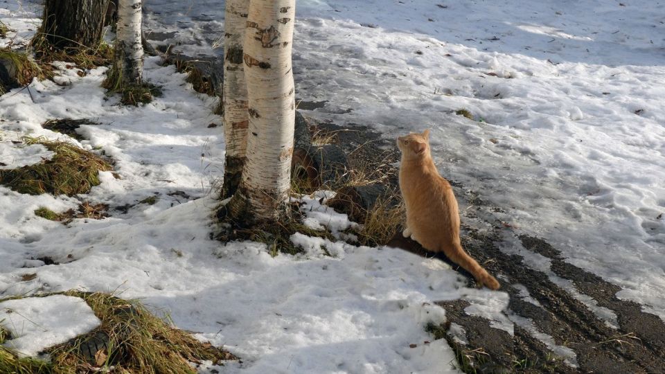 Доброе утро, ямальцы! Проверим вашу удачу?