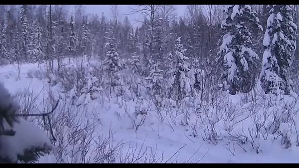 В лесах ЯНАО фотоловушка сняла трёх лосей