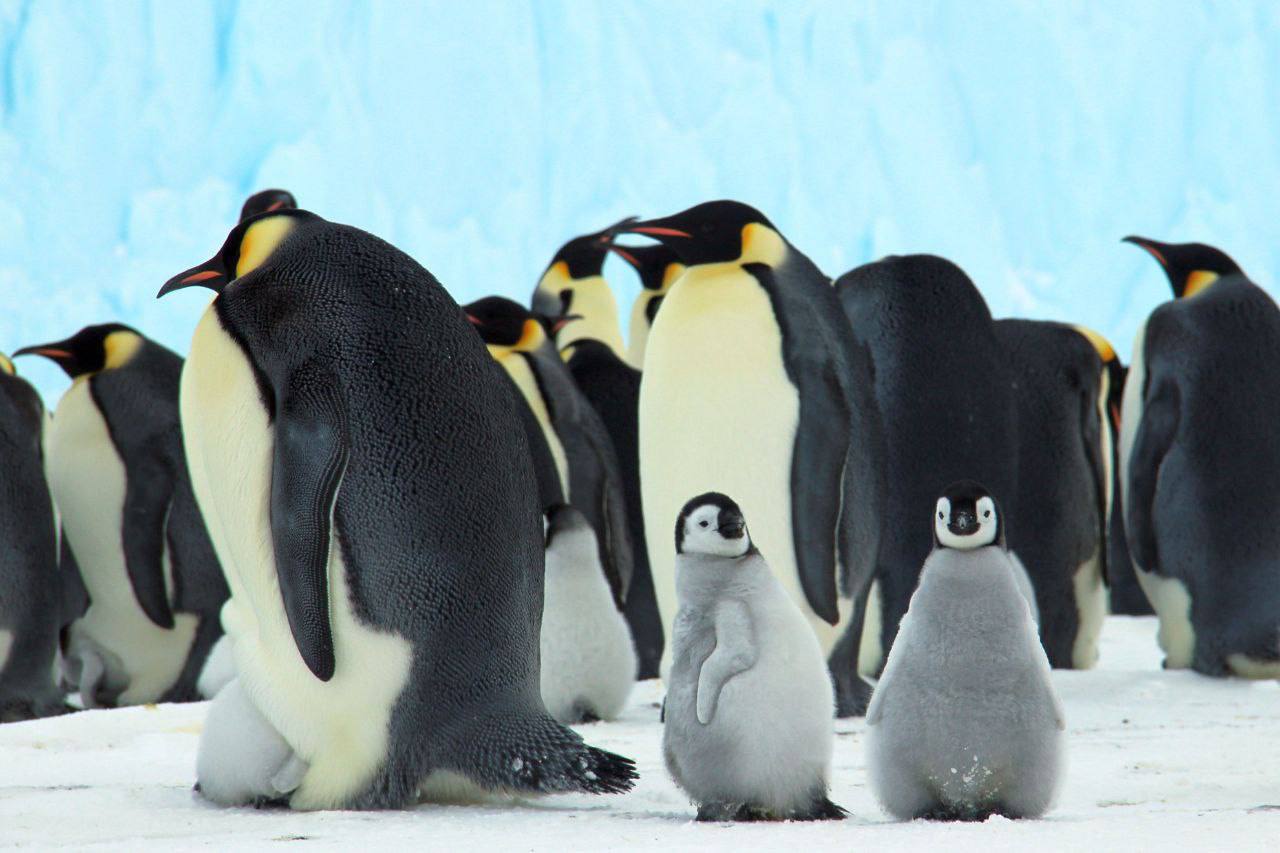 Гармония дикой природы: тепло и забота среди ледяных просторов Гармония дикой природы: тепло и забота среди ледяных просторов