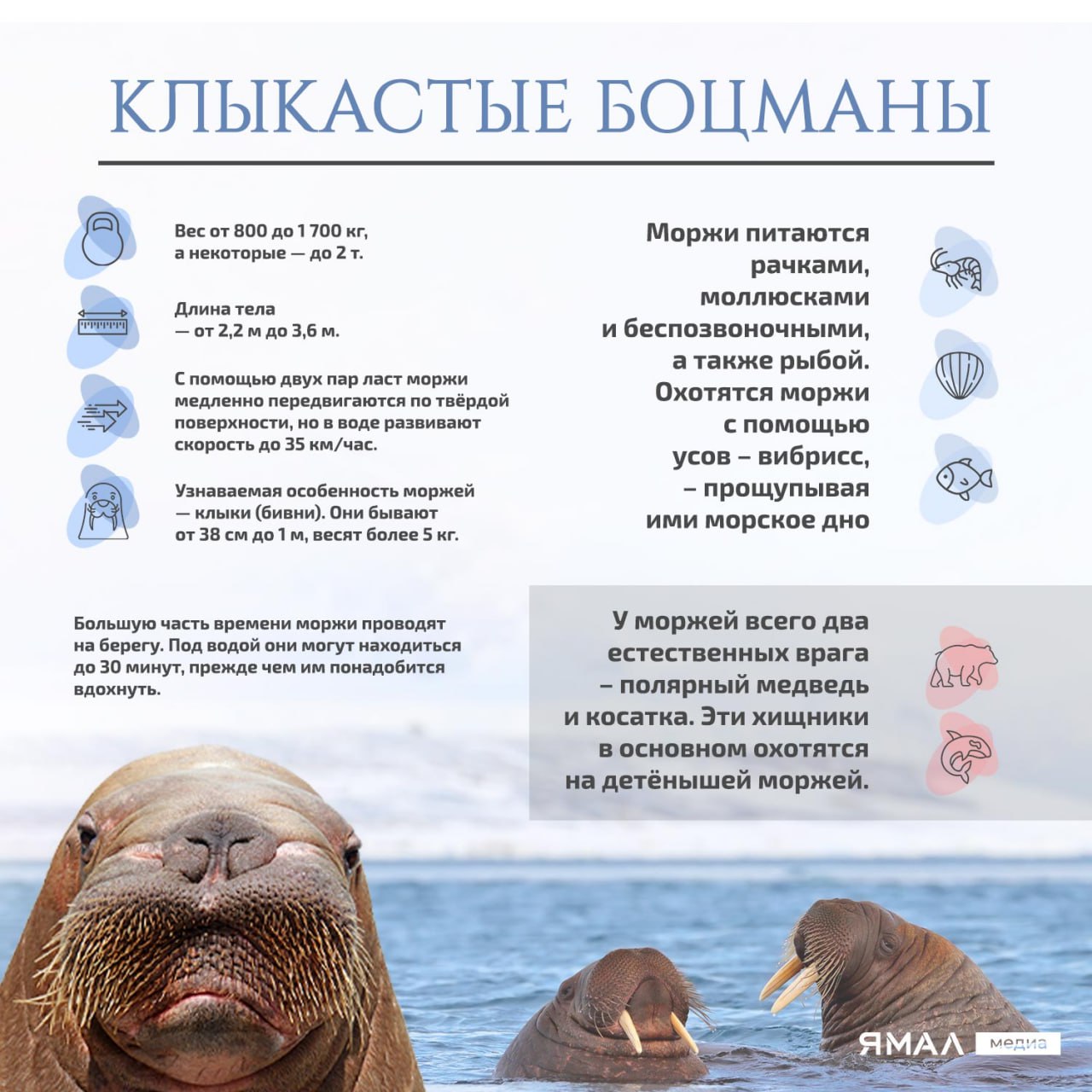 Северные красавцы с шикарными усами и бивнями отмечают праздник