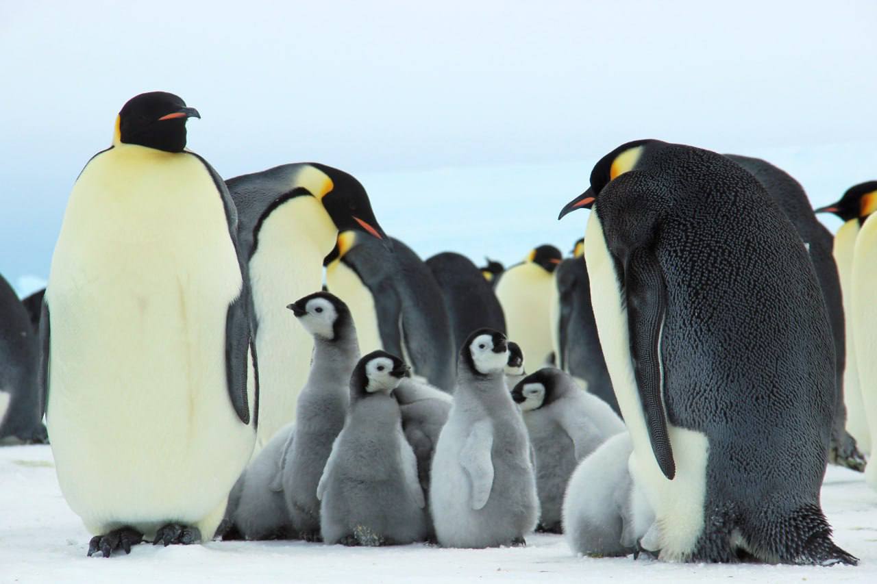 Гармония дикой природы: тепло и забота среди ледяных просторов