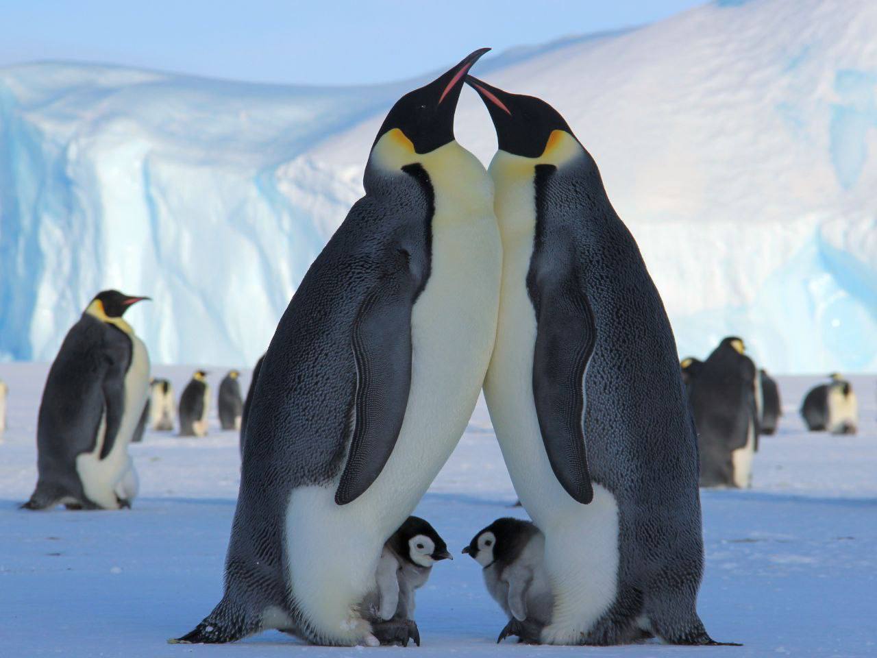 Гармония дикой природы: тепло и забота среди ледяных просторов Гармония дикой природы: тепло и забота среди ледяных просторов