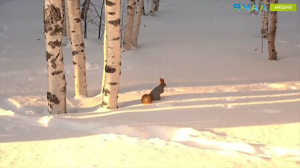 Пушистая хозяйка парка проверяет свои тайники