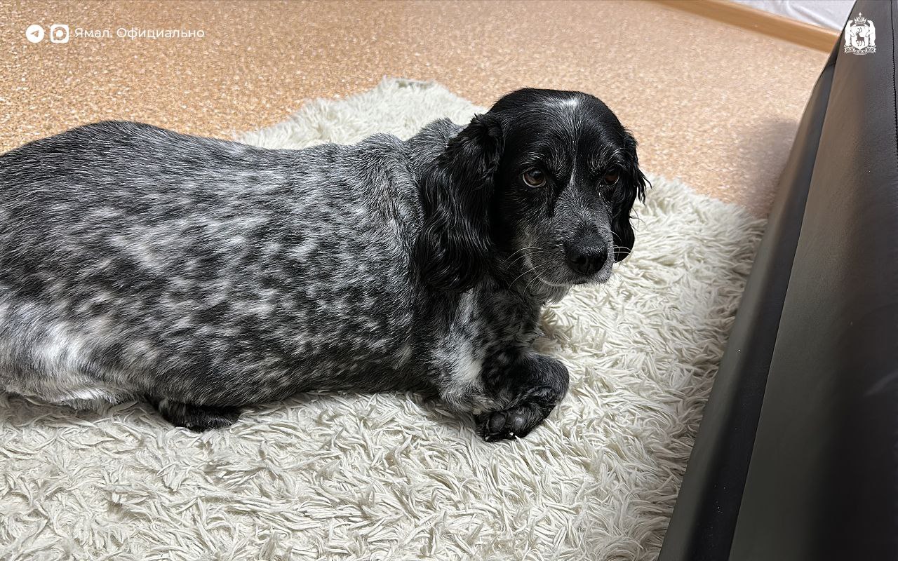 Врачи Муравленко спасли пациента и его четвероногого друга Врачи Муравленко спасли пациента и его четвероногого друга