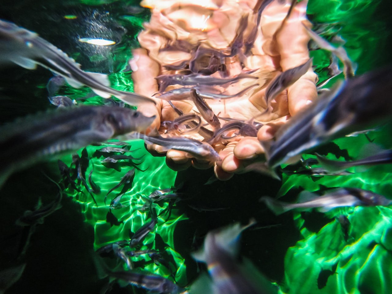 «Газпромнефть-Заполярье» восстанавливает популяцию редких видов рыб