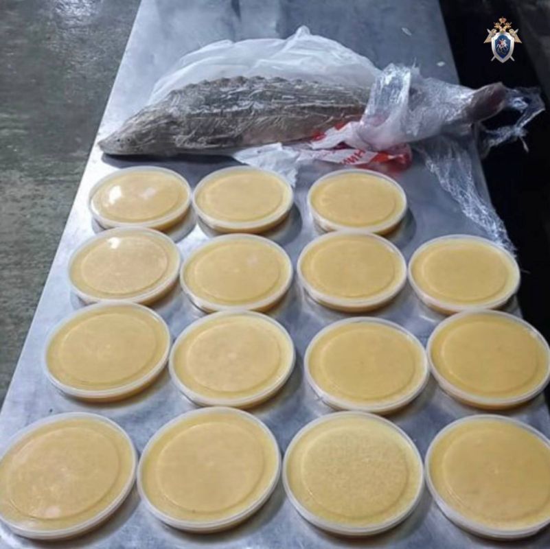 В Приуральском районе начальник цеха подозревается в незаконном приобретении и хранении «краснокнижной» рыбы