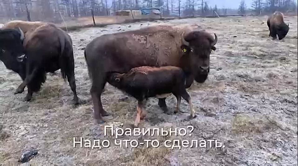 Хранитель спокойствия природного парка на краю света