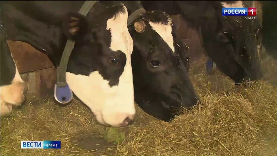 На ферме в Аксарке подвели итоги уникального эксперимента