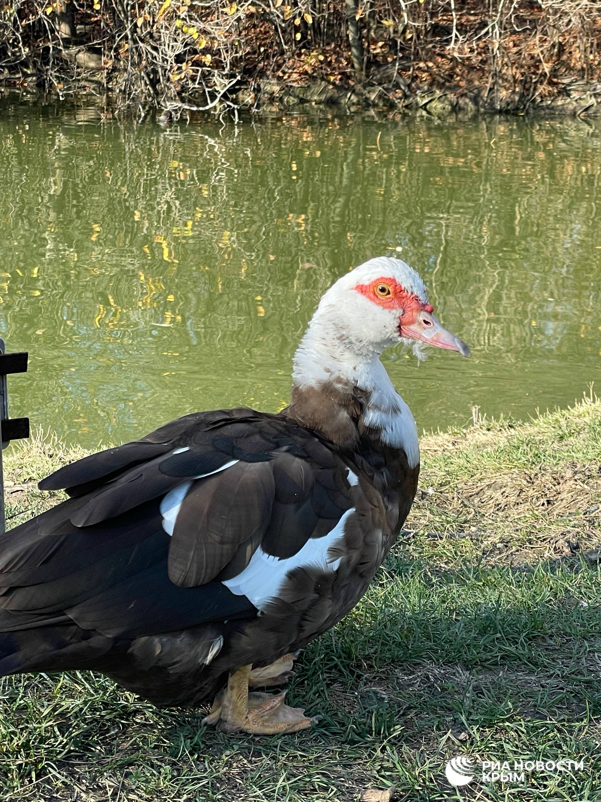 Жизнь в Гагаринском парке Симферополя по-прежнему кипит, несмотря на масштабный ремонт Жизнь в Гагаринском парке Симферополя по-прежнему кипит, несмотря на масштабный ремонт