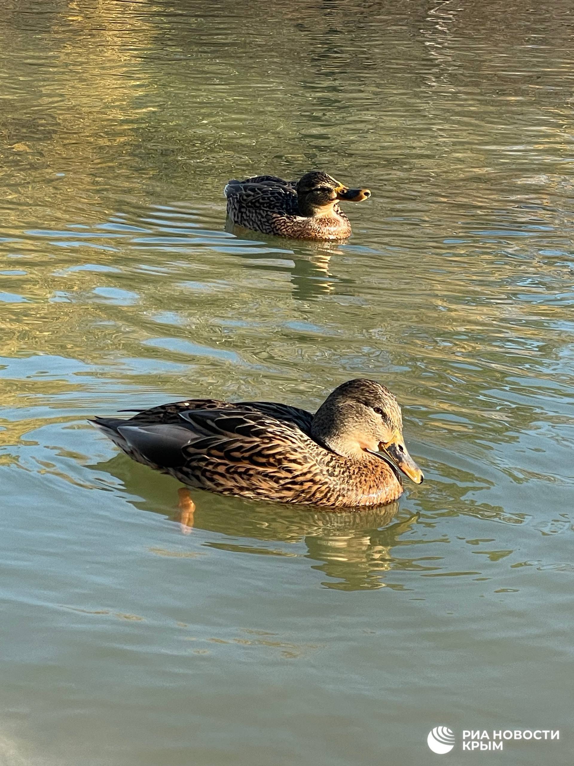Жизнь в Гагаринском парке Симферополя по-прежнему кипит, несмотря на масштабный ремонт Жизнь в Гагаринском парке Симферополя по-прежнему кипит, несмотря на масштабный ремонт