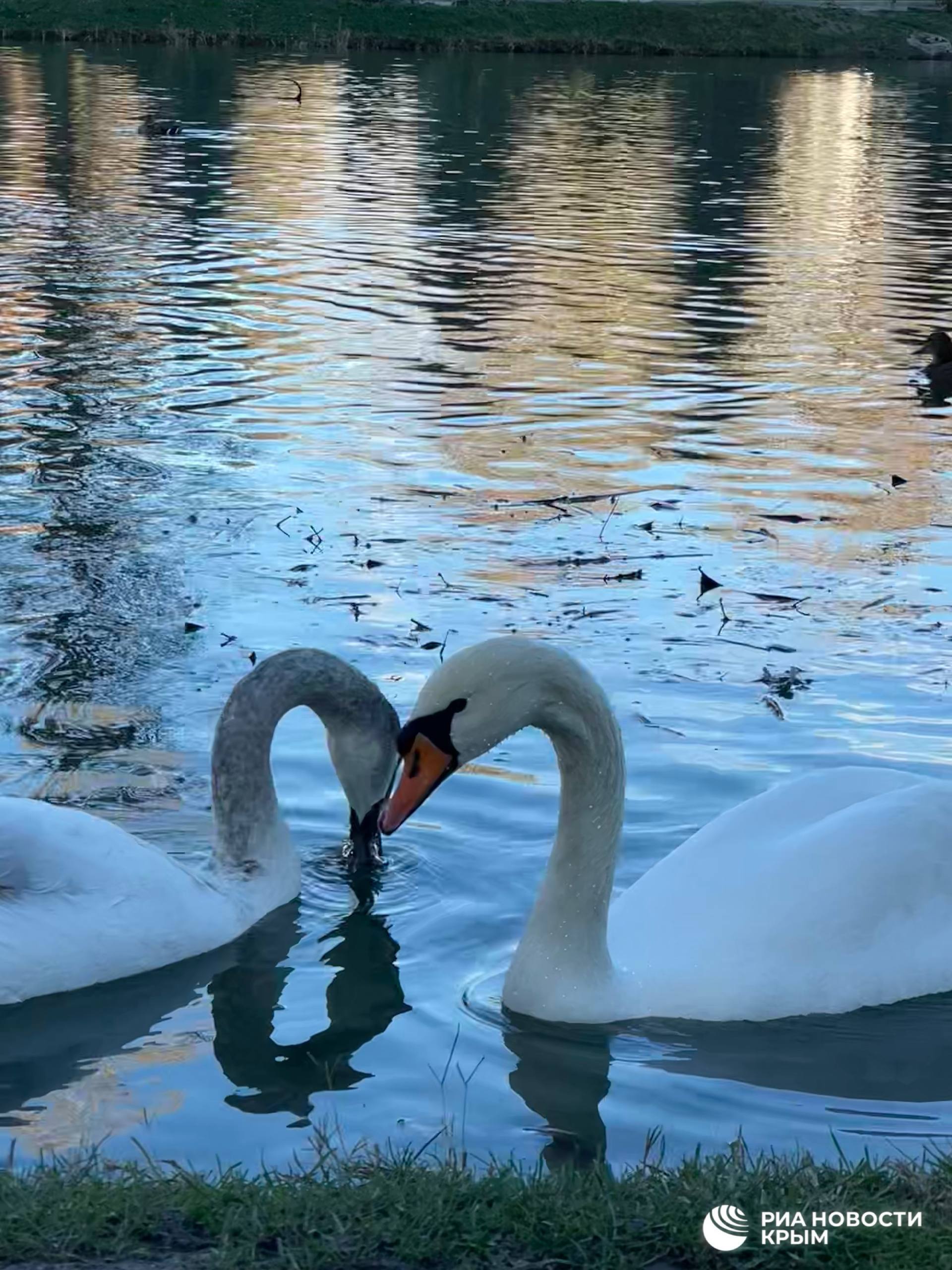 Жизнь в Гагаринском парке Симферополя по-прежнему кипит, несмотря на масштабный ремонт Жизнь в Гагаринском парке Симферополя по-прежнему кипит, несмотря на масштабный ремонт