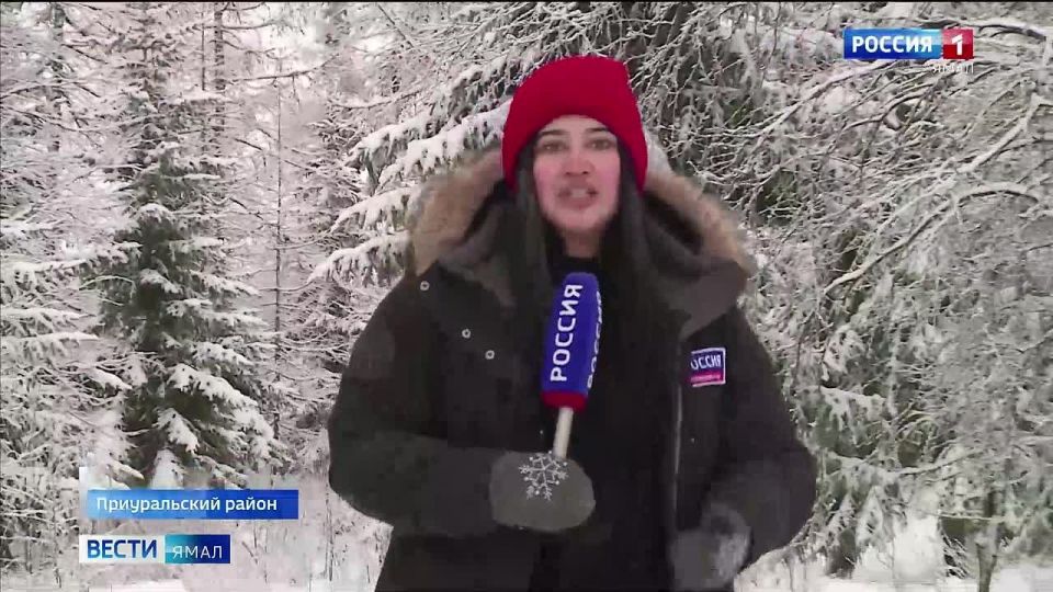 Рейды в заказниках: дикий мир Арктики под особым контролем