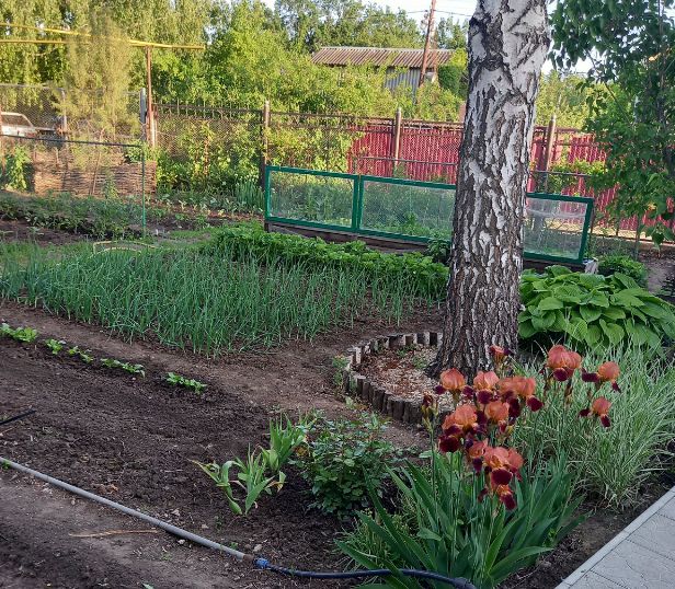 Как вырастить крупный лук: секреты успешной агрономии