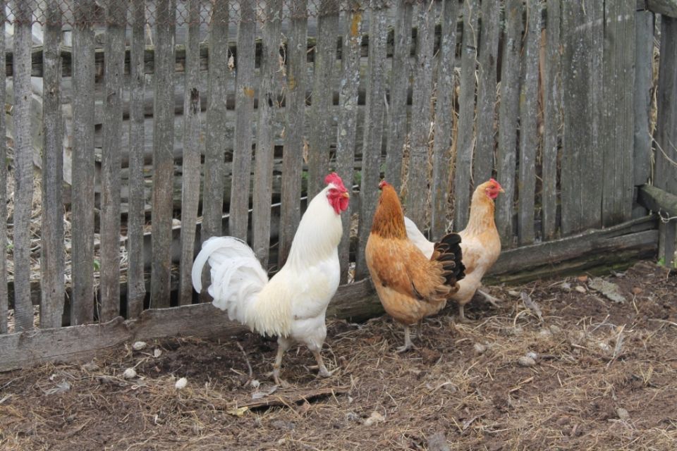 Куры и их неожиданные привычки: расклёвывание яиц – что делать?