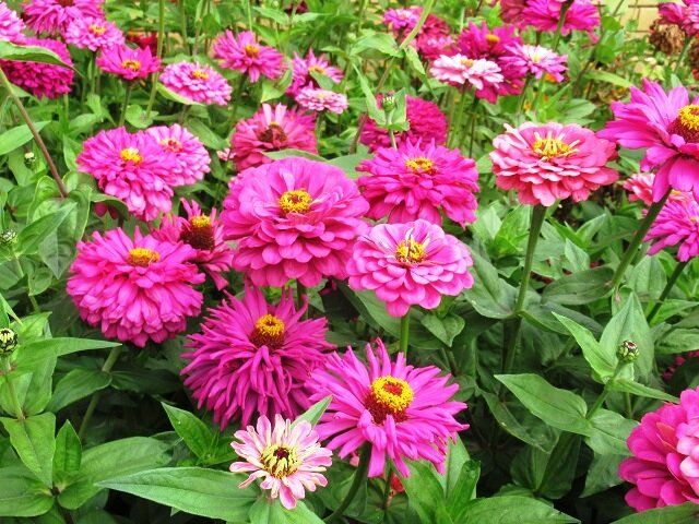 Когда лучше всего сеять цинию: март или апрель — советы для идеального цветника