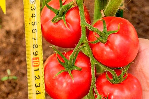 Томаты герцогиня вкуса: как вырастить идеальные плоды с максимальным вкусом