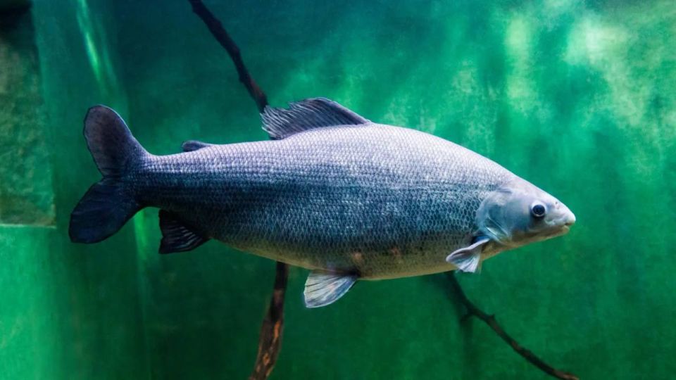 Муксун под микроскопом: на Ямале проверяют ДНК северной рыбы