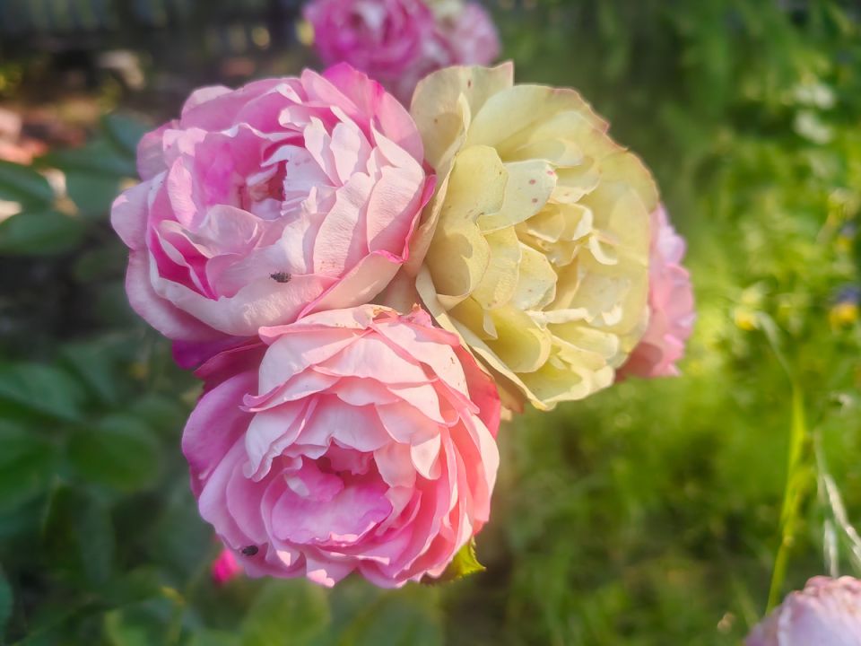 Роза Акрополис: мрачное очарование и неповторимая красота