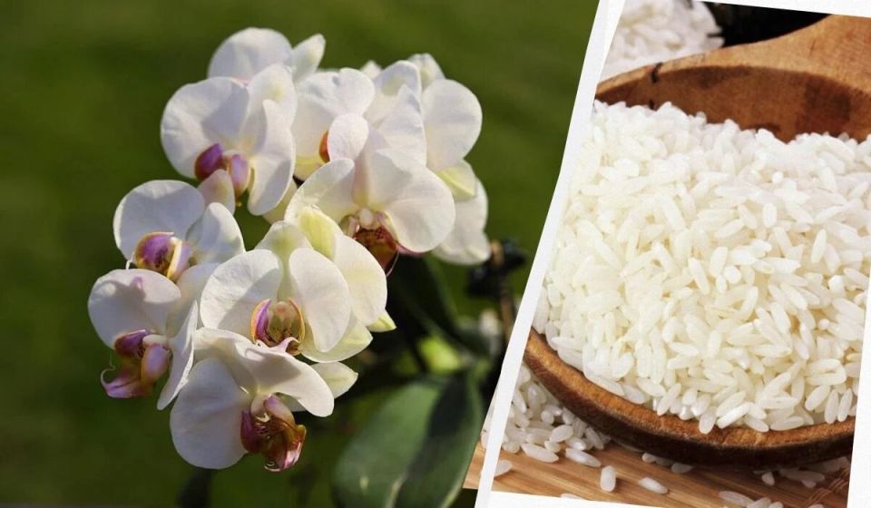 Секрет вечного цветения орхидей: как рисовая вода может изменить ваши представления о поливе