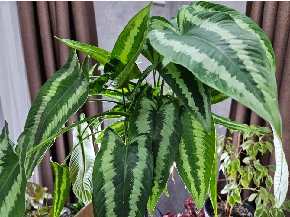 Ошибки, которые даже опытные цветоводы совершают после покупки растений