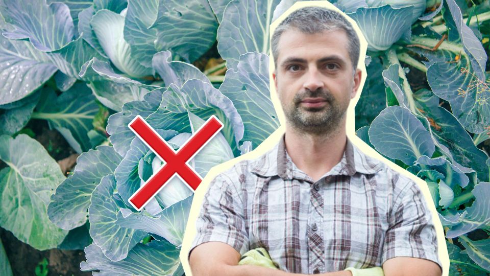 Свежей капустой будете лакомиться с мая по ноябрь: вот какой вид стоит посадить