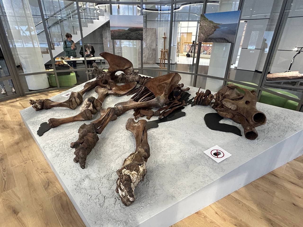 Мамонт Тадибе возвращается на Ямал Мамонт Тадибе возвращается на Ямал