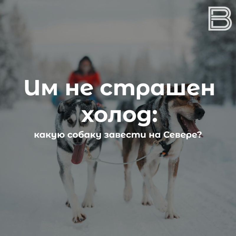 Если заводить собаку на Севере: какую породу выбрать?