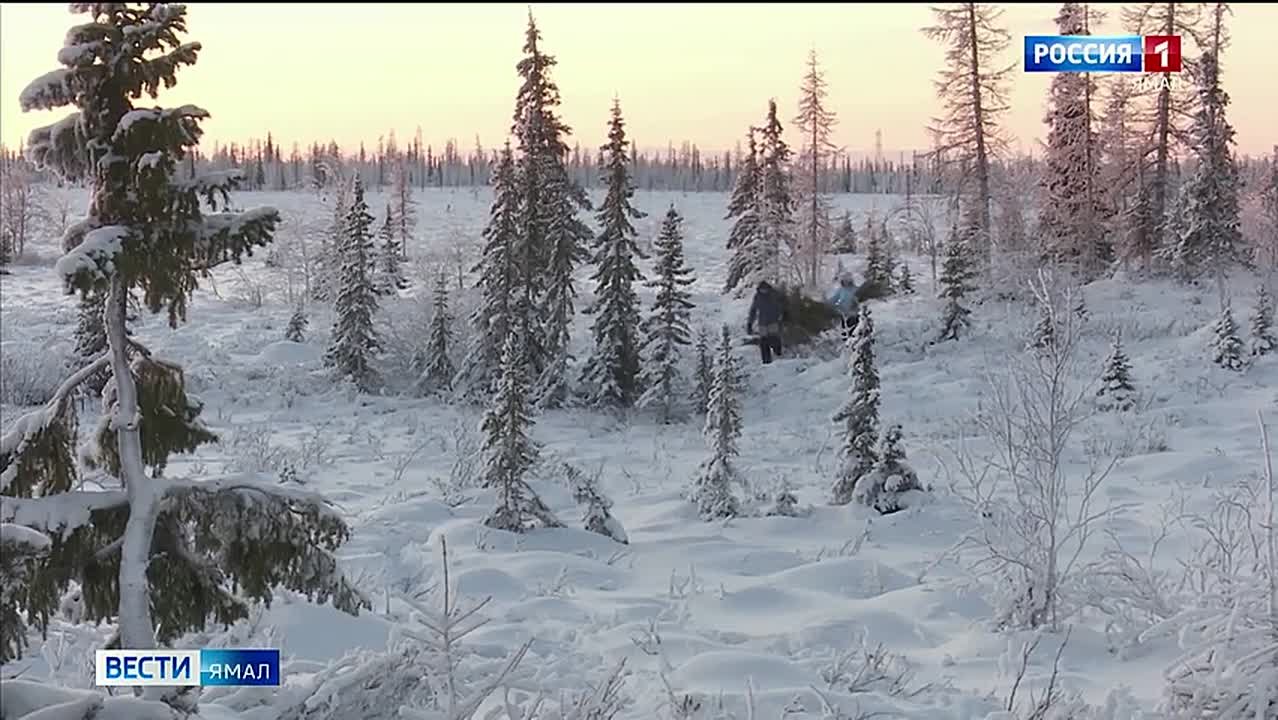 Ёлочный бум без ущерба природе