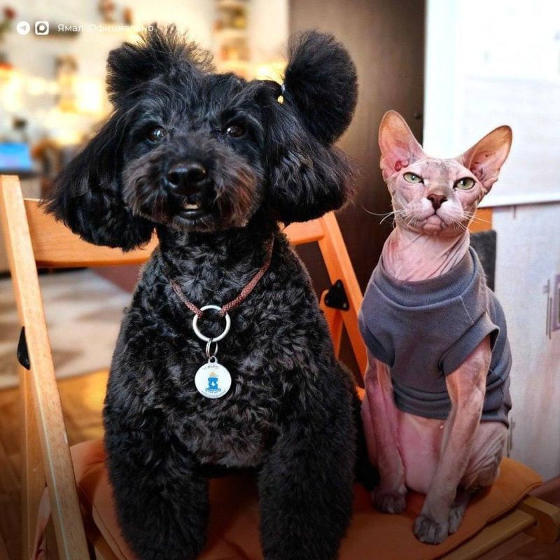 30 ноября – День домашних животных