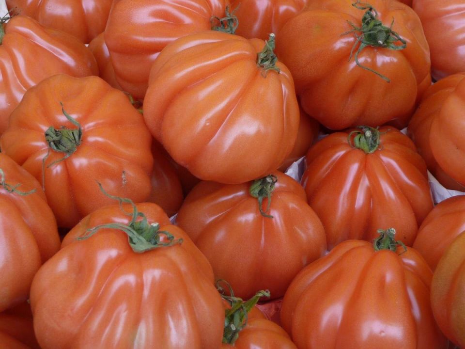 Секрет здоровых помидоров: как вырастить урожай без химии в 2025 году