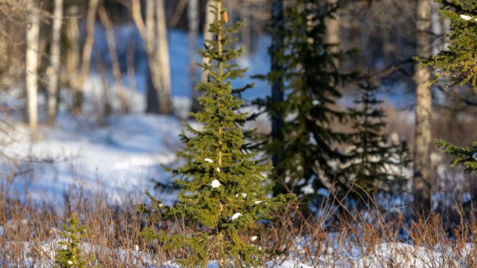 Охота на похитителей Нового года началась