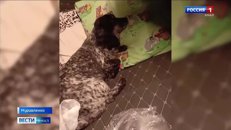 Пациент и его собака: подробности истории, облетевшей весь Ямал
