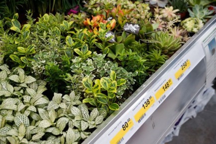 Почему ваши новые растения часто не выживают: главные причины и что с этим делать