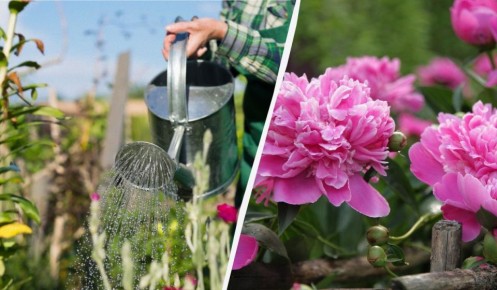 Весенний уход за пионами: как добиться роскошного цветения