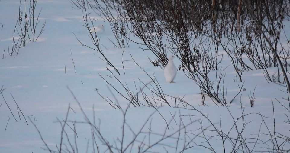 Прощай, ноябрь: и редкий солнца луч, и первые морозы…