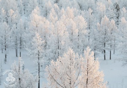Есть в зимнем лесу особое волшебство, которое невозможно повторить и трудно описать словами