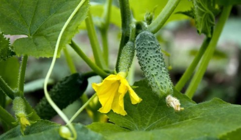 Какие сорта огурцов идеальны для засолки: советы опытных дачников
