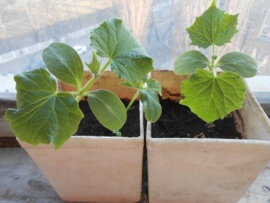 Причины плохого роста рассады огурцов