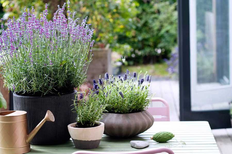 Как вырастить лаванду дома и на даче: секреты успешного цветения