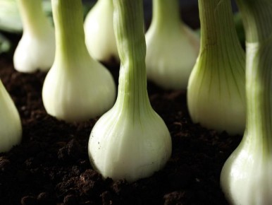 Как бороться с желтеющими перьями лука: советы садоводов