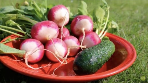 Как вырастить идеальный редис: секреты успешного посева