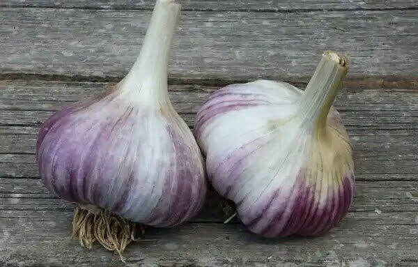 Ошибки при выращивании чеснока: что мешает получить богатый урожай