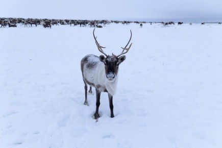 Ямал в объективе: 180 историй северного края