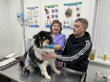 На Ямале подвели итоги ежегодной акции по стерилизации домашних питомцев